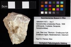 Foto (Objket + Etiketten) von Goniodromites complanatus (Reuss, 1858) 